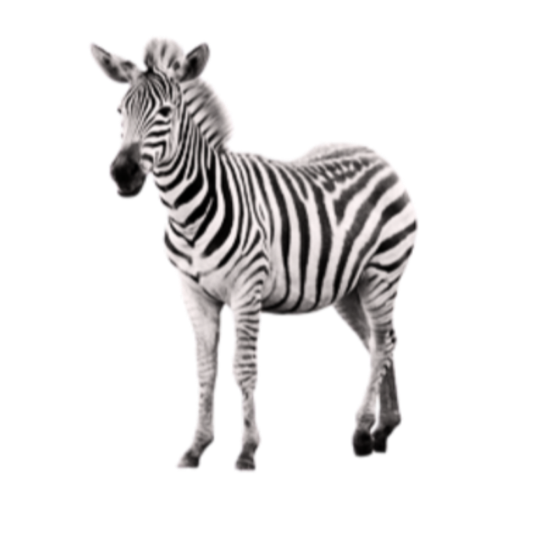 Standing black-and-white zebra figurine with striped coat.