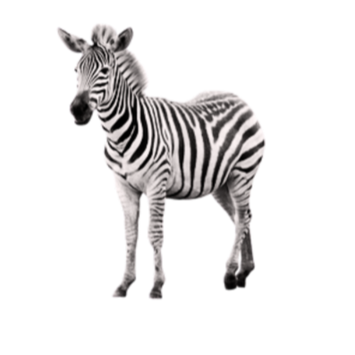 Standing black-and-white zebra figurine with striped coat.