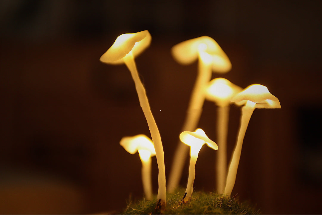 Mushroom Colony Biome Lamp