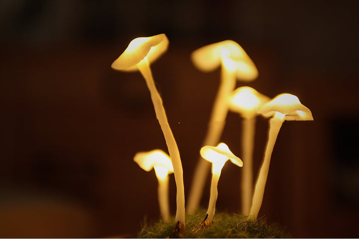 Mushroom Colony Biome Lamp