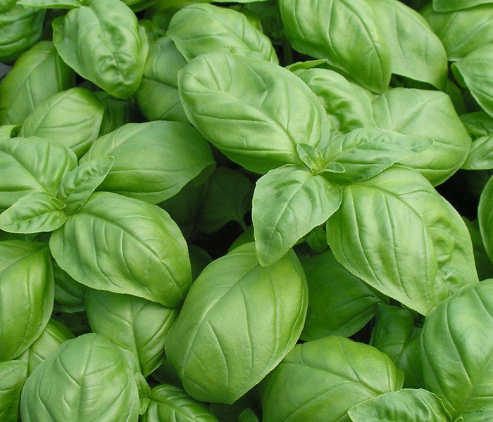 Fresh green basil leaves