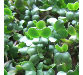 Green broccoli microgreen sprouts, bright leaf clusters