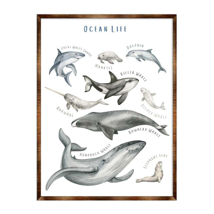 Wood-framed ocean life educational poster with grayscale sea animal illustrations