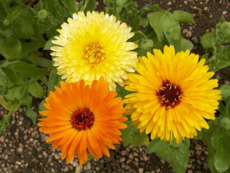 Orange and yellow calendula flowers with green leaves in a garden