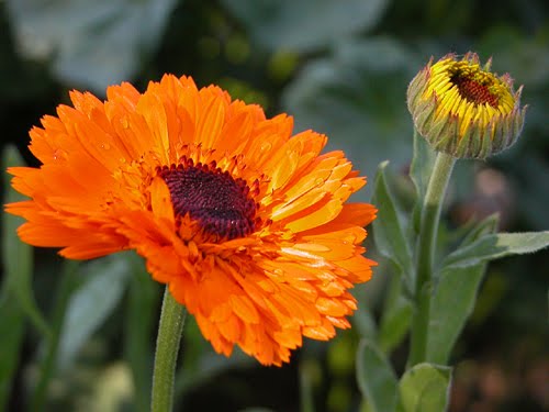 Orange calendula bloom with dark center and unopened bud on stem