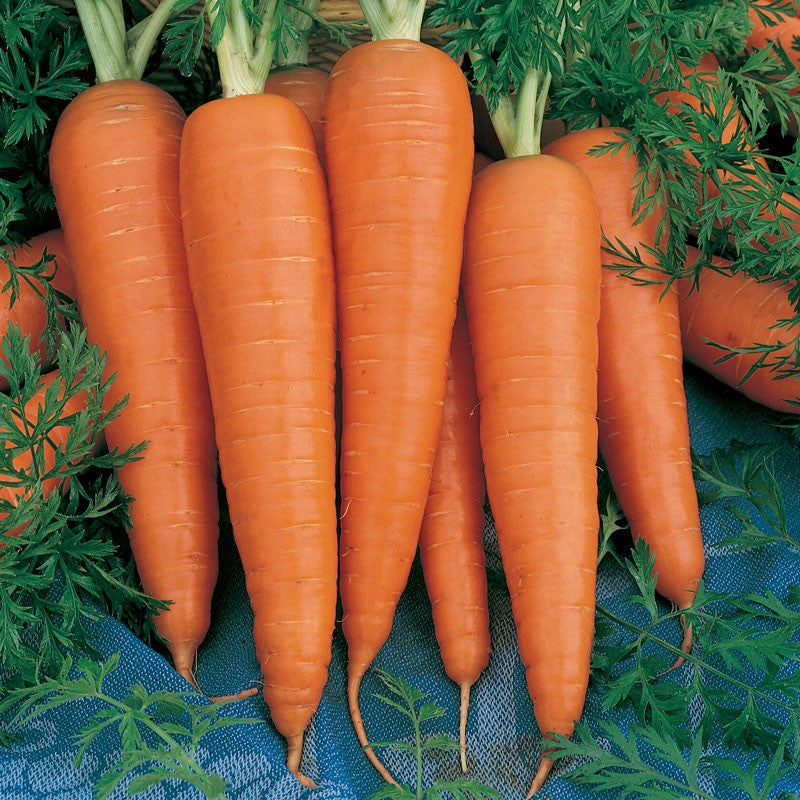 Close-up of orange carrots with green tops on blue fabric and leafy greens