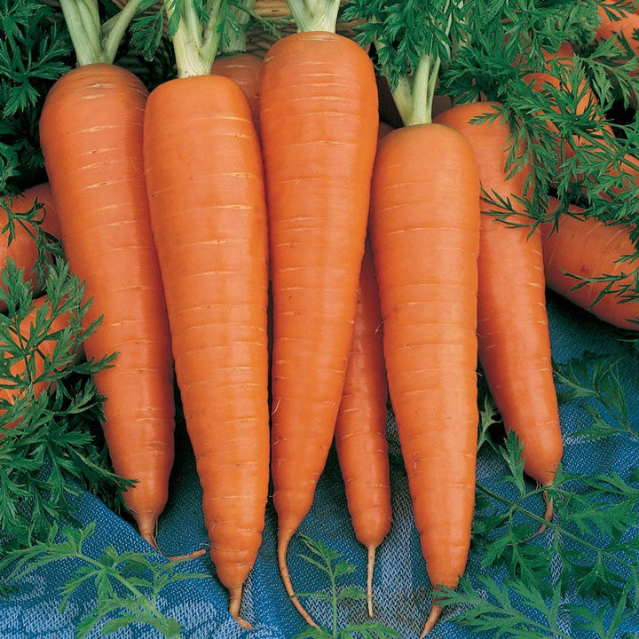Close-up of orange carrots with green tops on blue fabric and leafy greens