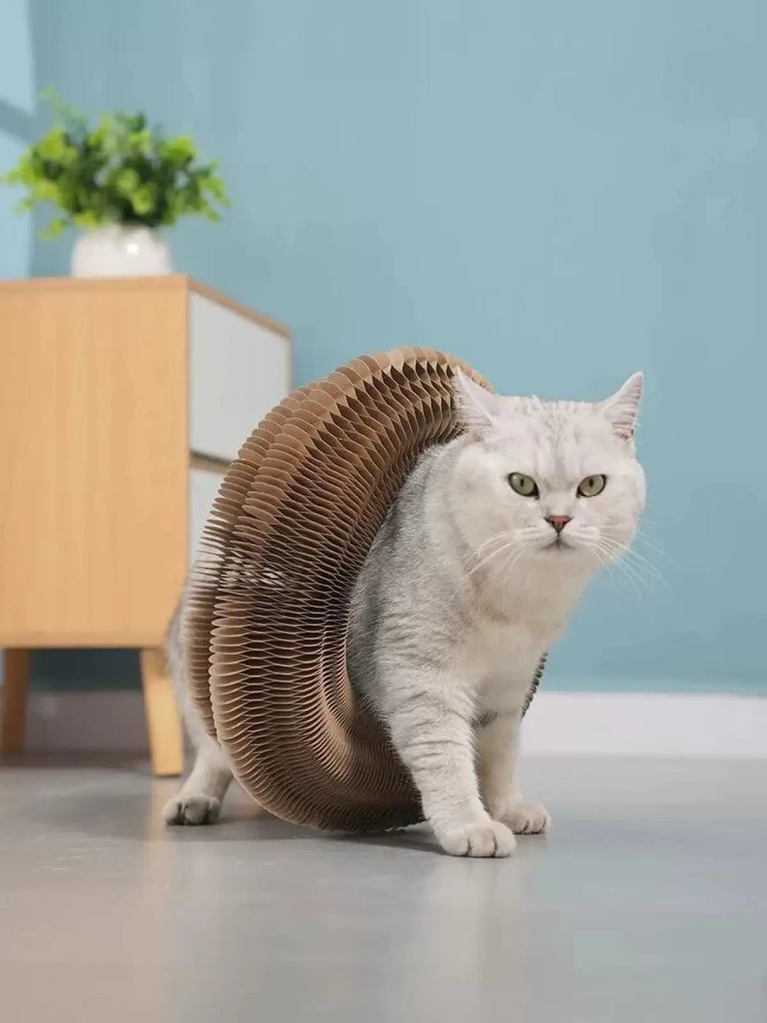 Cat resting beside accordion-style scratching board with curved cardboard tunnels