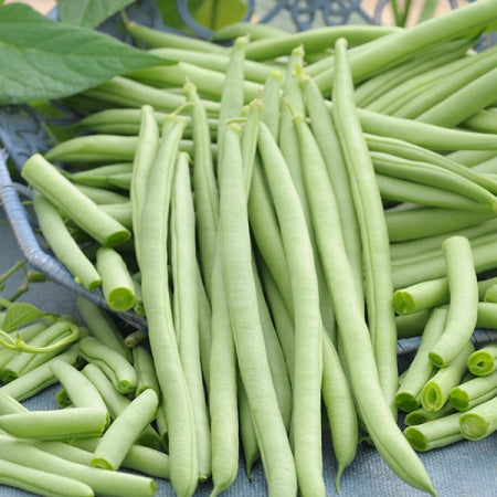 Fresh green bush beans bundled in a heap