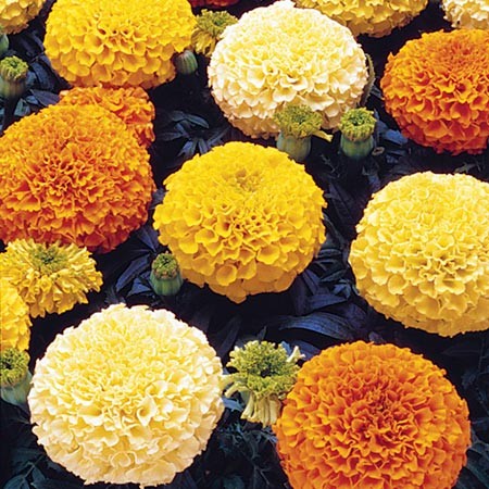 Marigold flowers in yellow, orange, and cream clusters