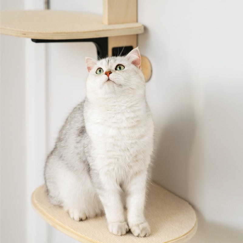 Cat resting on door-hanging climbing frame wood perch with black bracket
