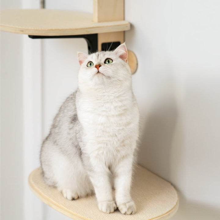 Cat resting on door-hanging climbing frame wood perch with black bracket