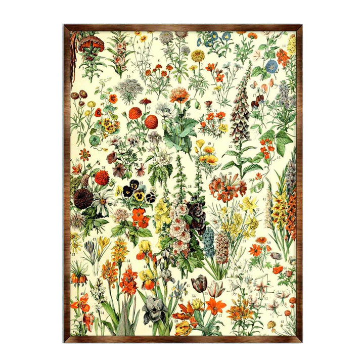 Floral educational poster with botanical illustration and dark wooden frame