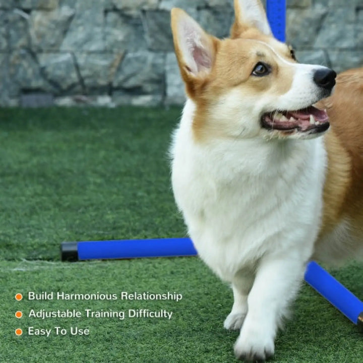 Blue agility jump hurdle with dog training on grass
