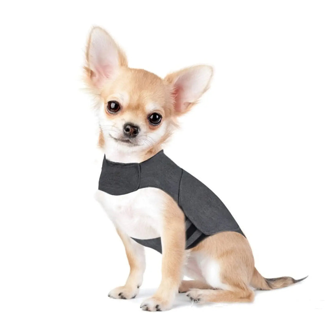 Heather gray dog anxiety vest on small Chihuahua, sleeveless neck and arm openings