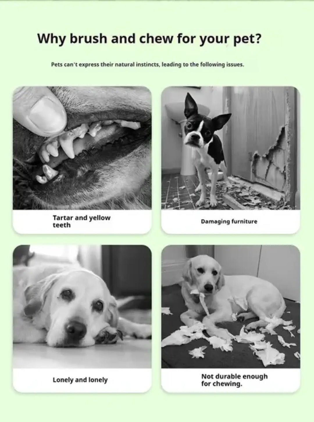 Pet chew brush information card with photos of dog teeth and chewing issues
