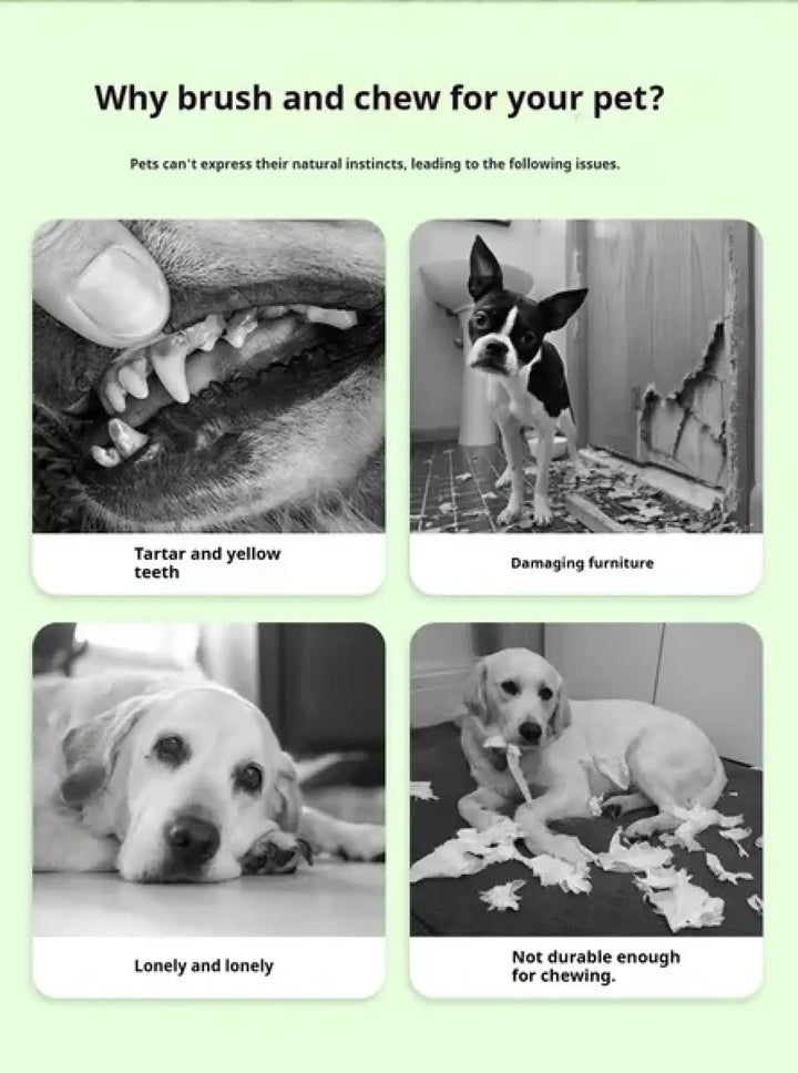 Pet chew brush information card with photos of dog teeth and chewing issues
