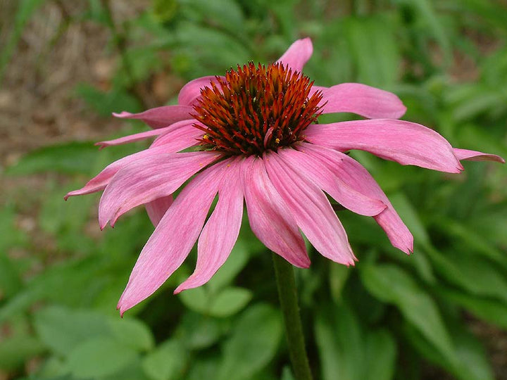 Pink purple coneflower bloom with orange-brown center and green leaves