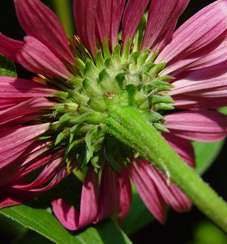 Purple coneflower center with green bracts and pink petals in close-up