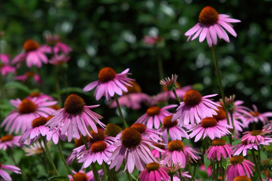 Group of pink purple coneflowers with dark orange centers on green stems