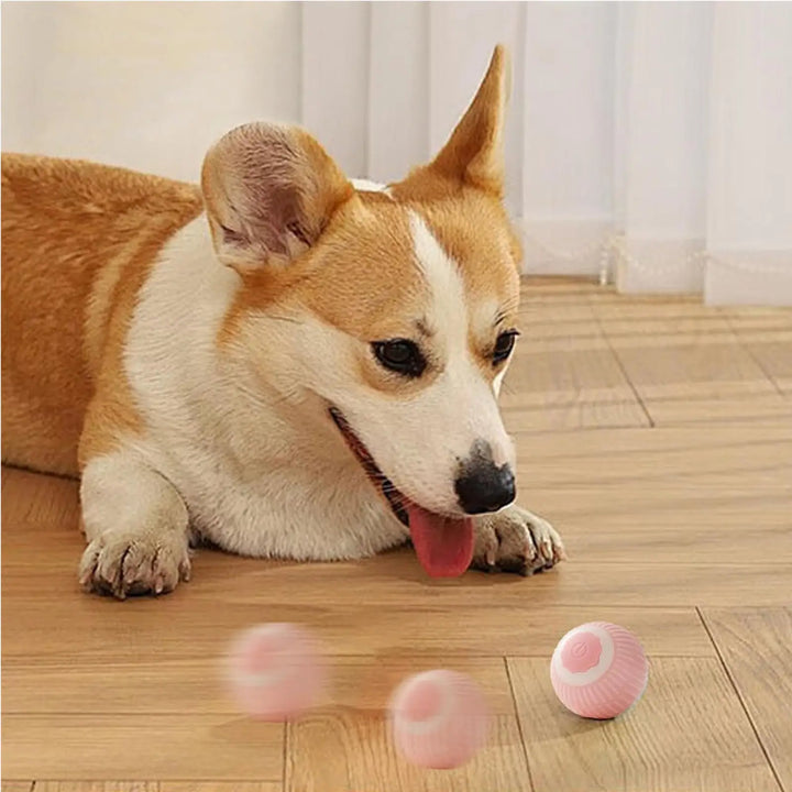Pink and white rolling pet ball on wooden floor near lying dog