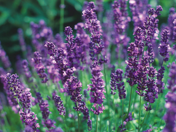 Purple lavender flowers on green stems in a blooming field