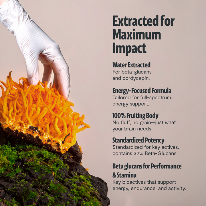 Gloved hand holding bright orange cordyceps mushrooms and dark clumps for extraction