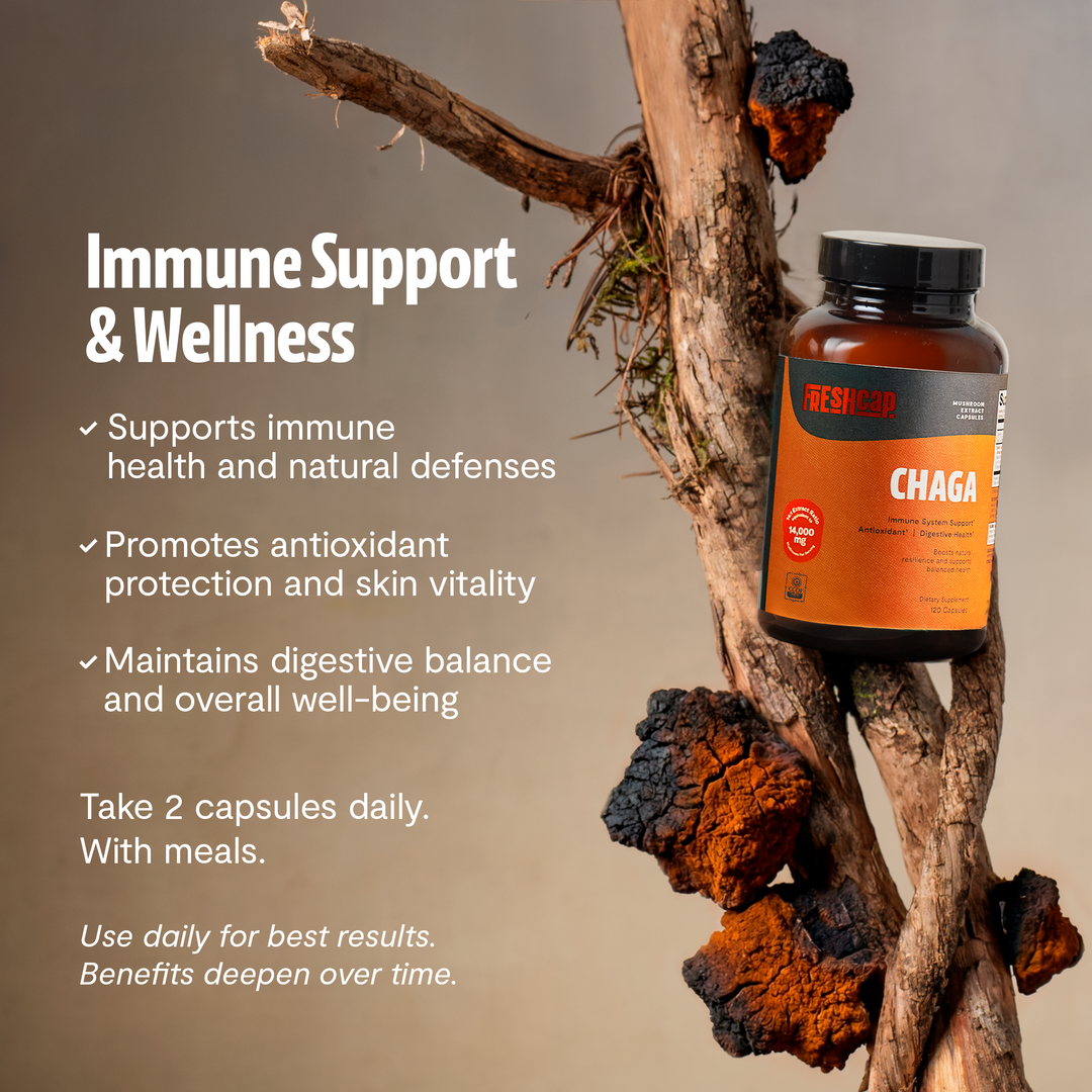 Chaga extract capsules bottle with black cap beside dark chaga root pieces