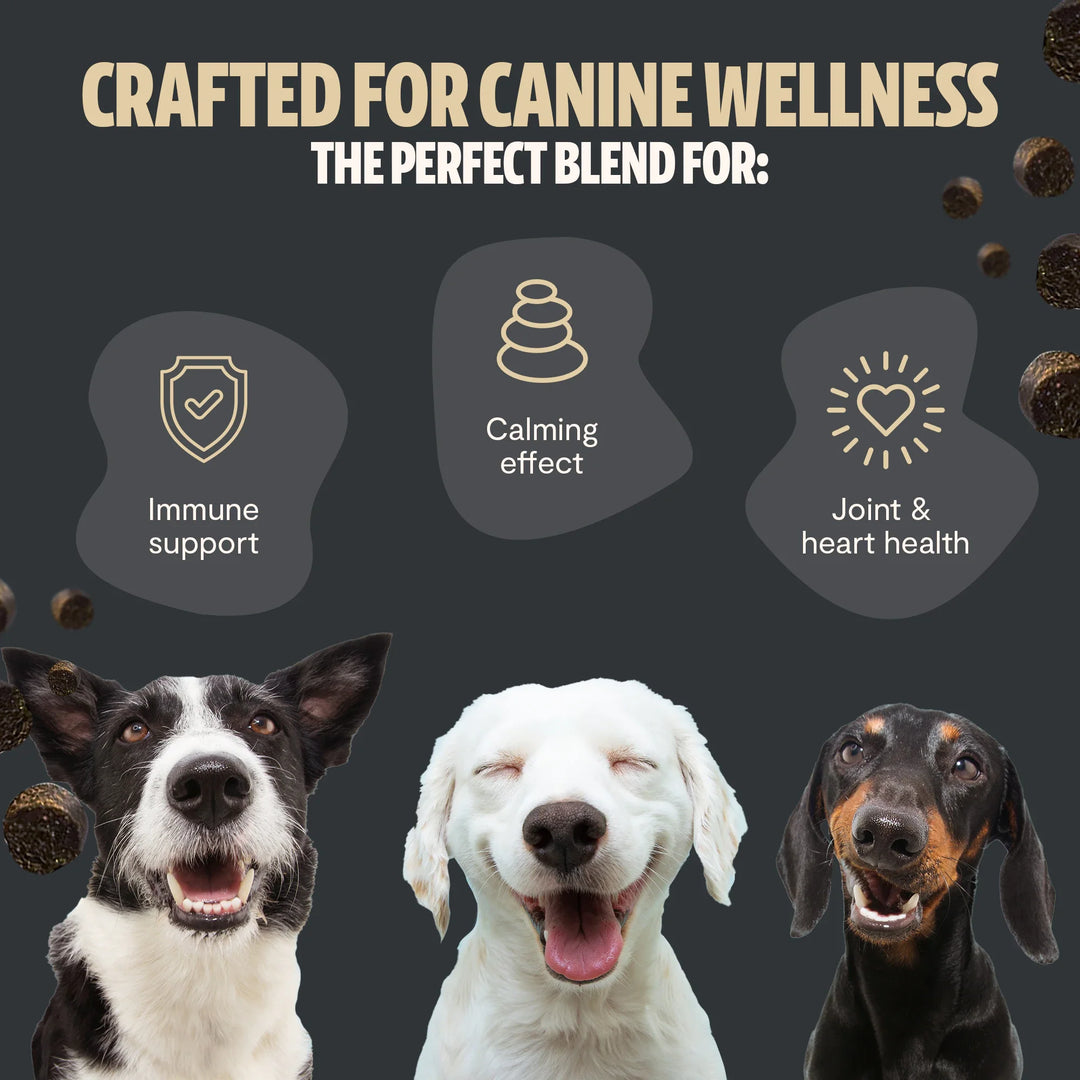 Three dogs with icons for immune support, calming effect, and joint health