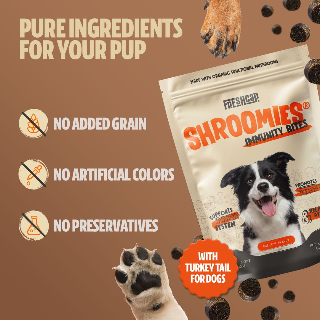 Dog mushroom chew bag with turkey tail for dogs and no added grain, colors, or preservatives