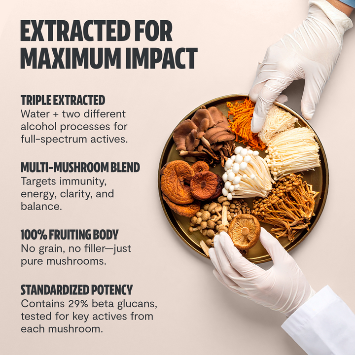 Gloved hands holding mushrooms and powder near mushroom extract powder blend