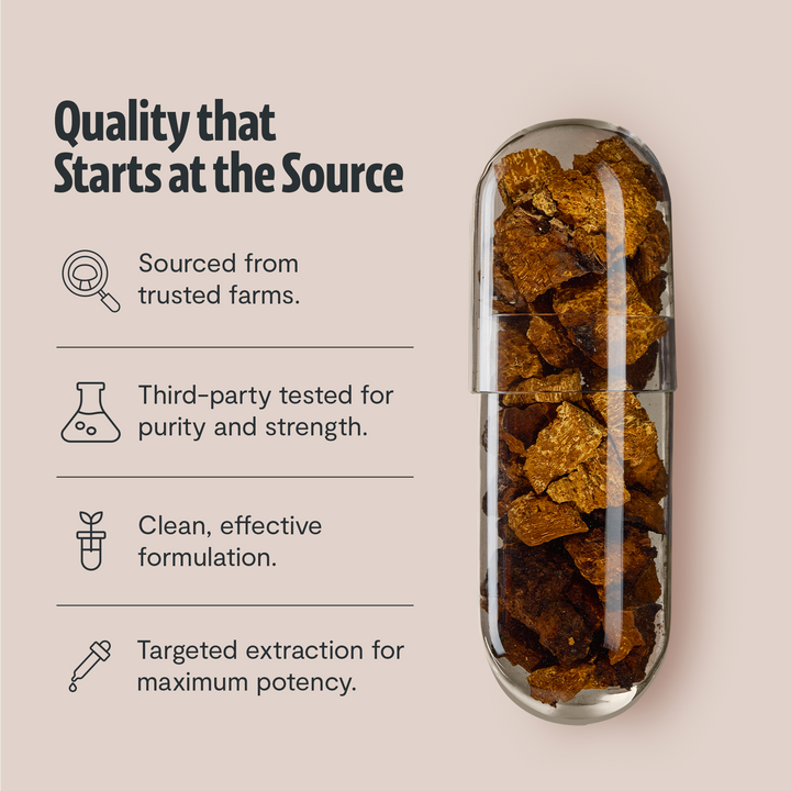 Chaga extract capsules in a clear container with visible dried pieces