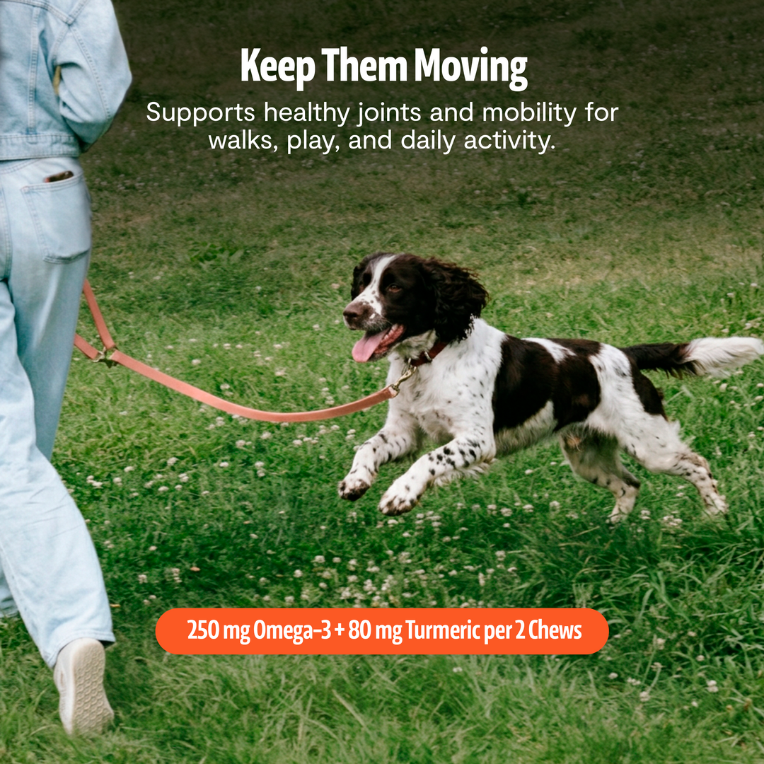 Dog on a leash outdoors on grass, product chews not shown
