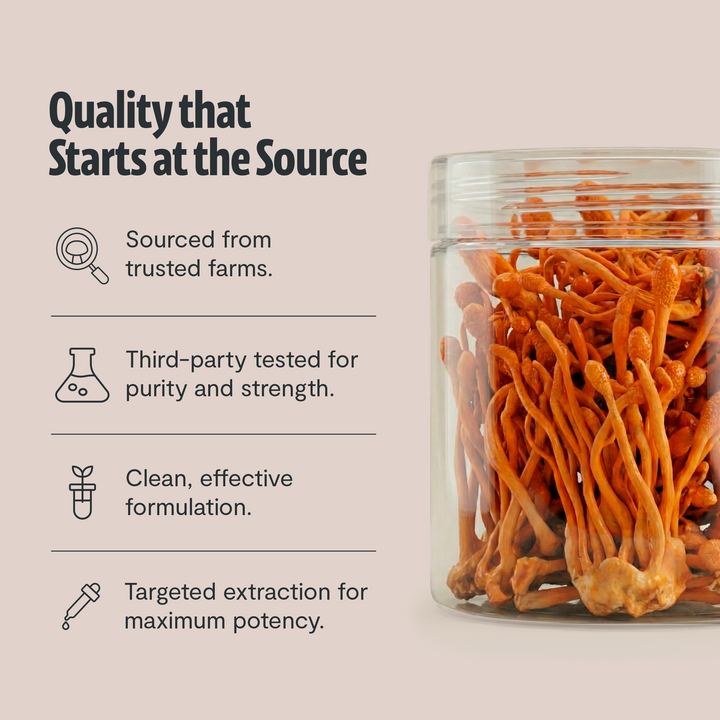 Cordyceps mushroom extract supplement in glass jar showing dried orange cordyceps pieces