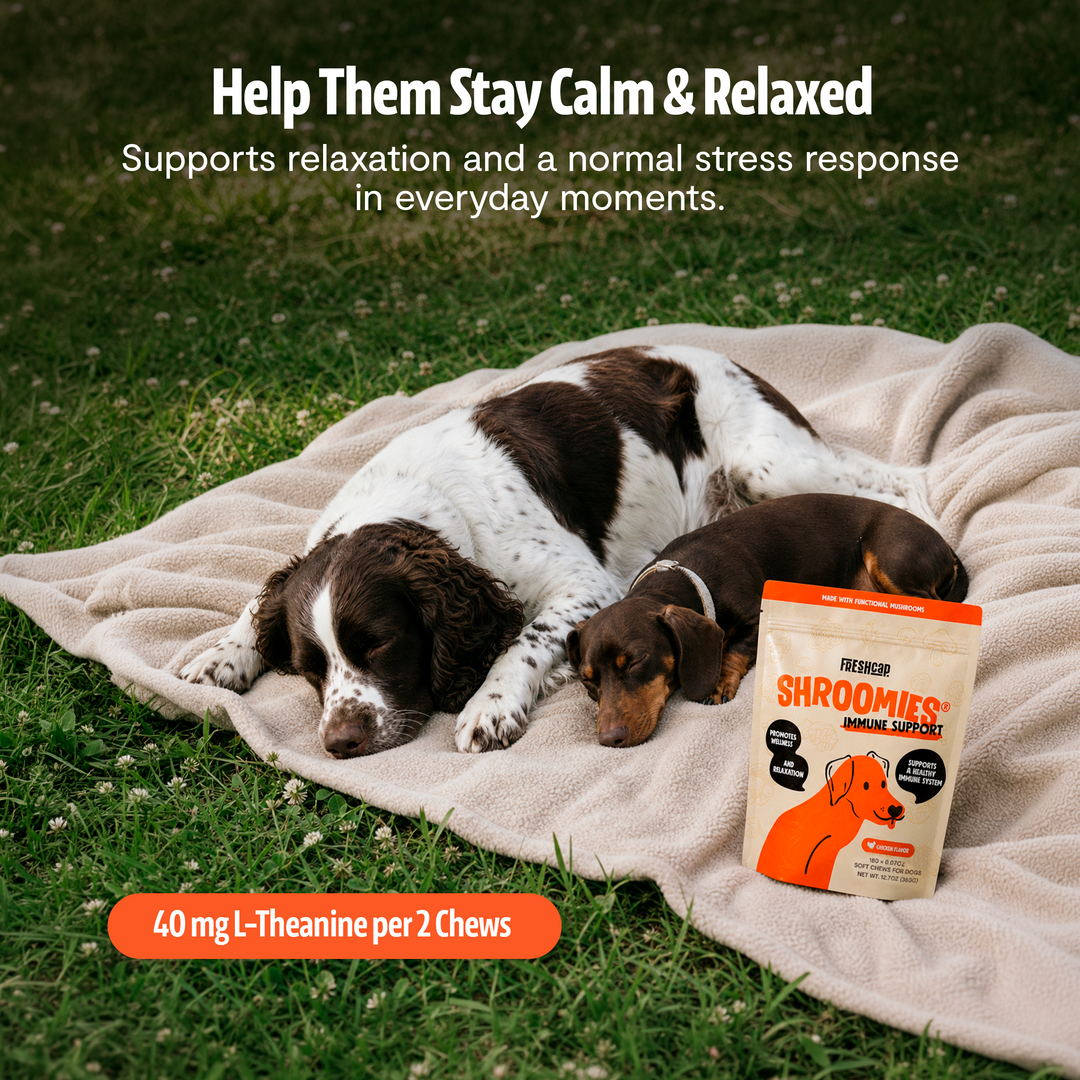Dog resting on a blanket on grass with Freshcap SHROOMIES package nearby