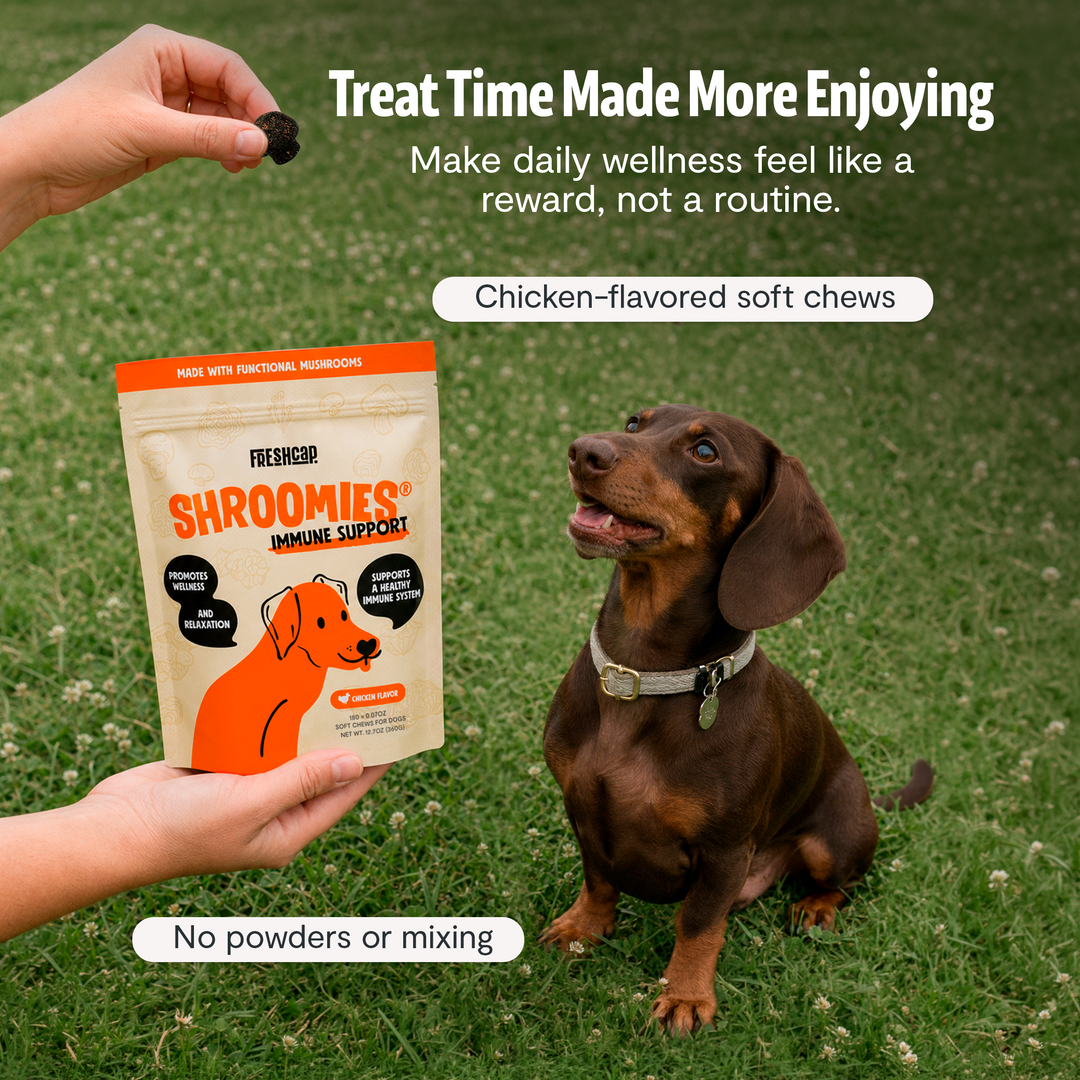 Hand holding chicken-flavored chew pouch beside dachshund on grass