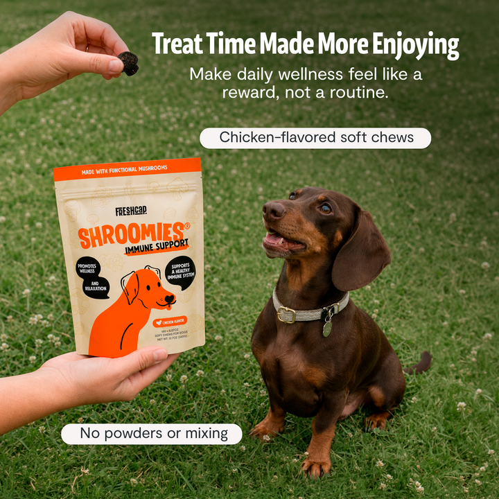Hand holding chicken-flavored chew pouch beside dachshund on grass