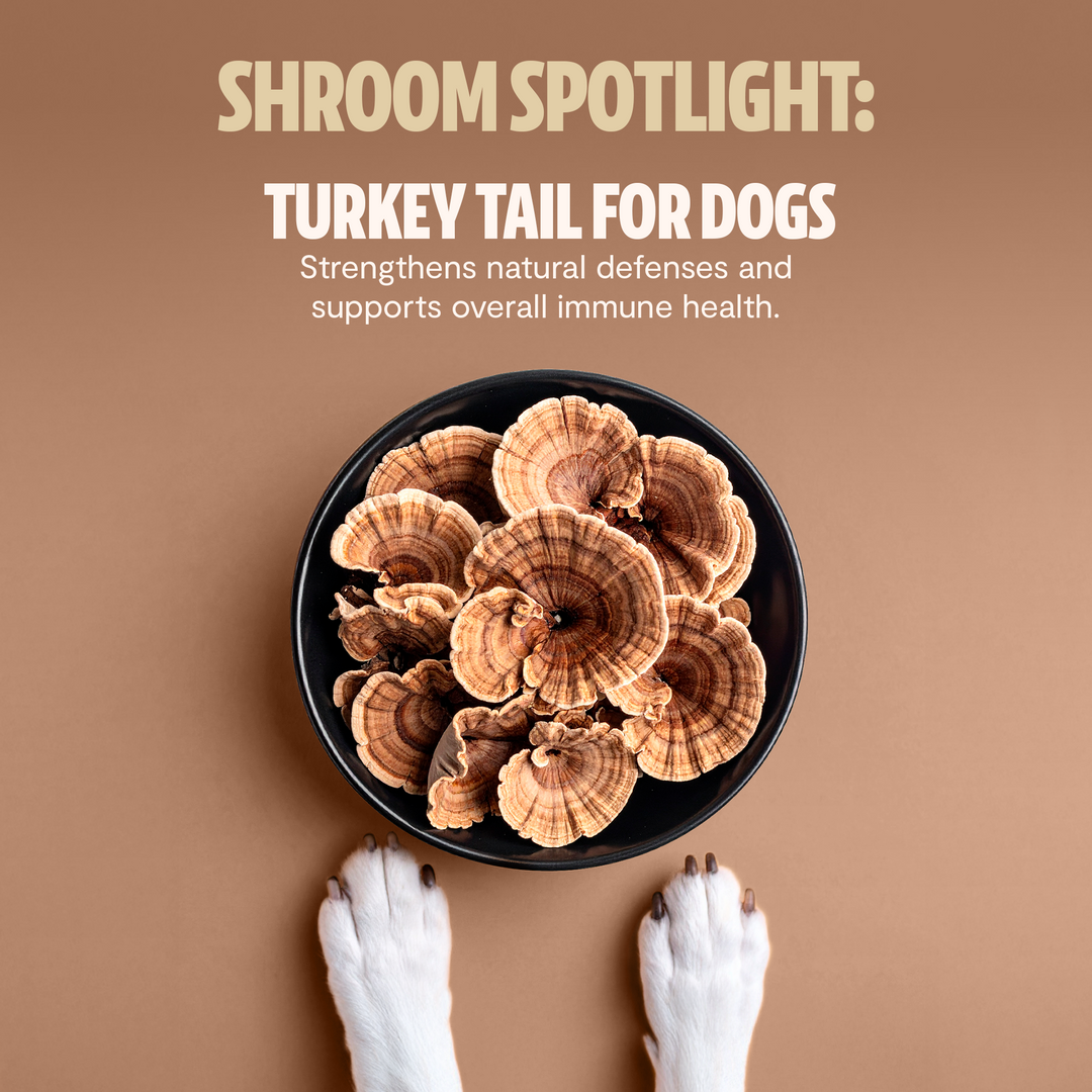 Dried turkey tail mushrooms in a black bowl