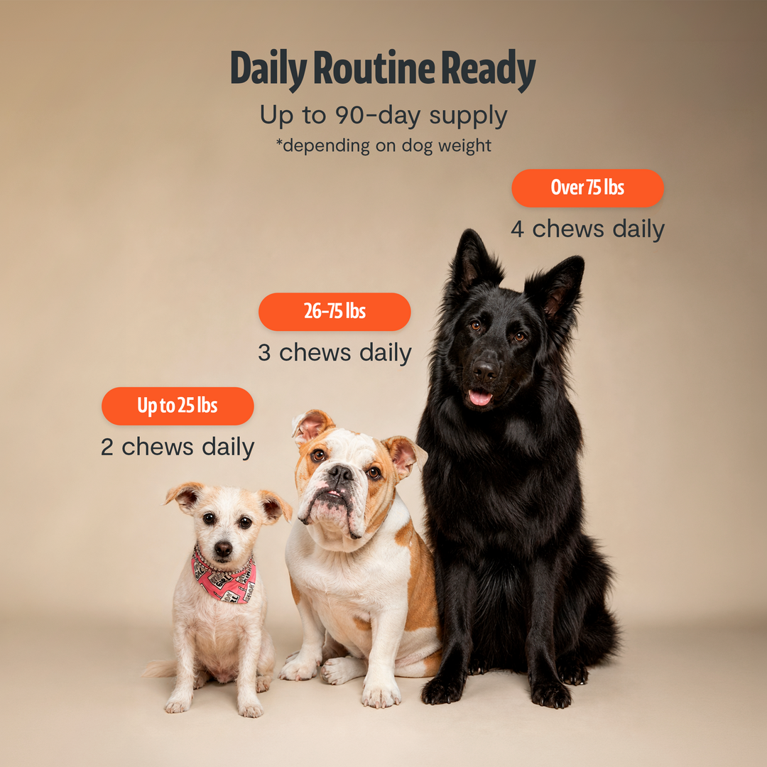 Three dogs with infographic about daily chew schedule for different dog sizes