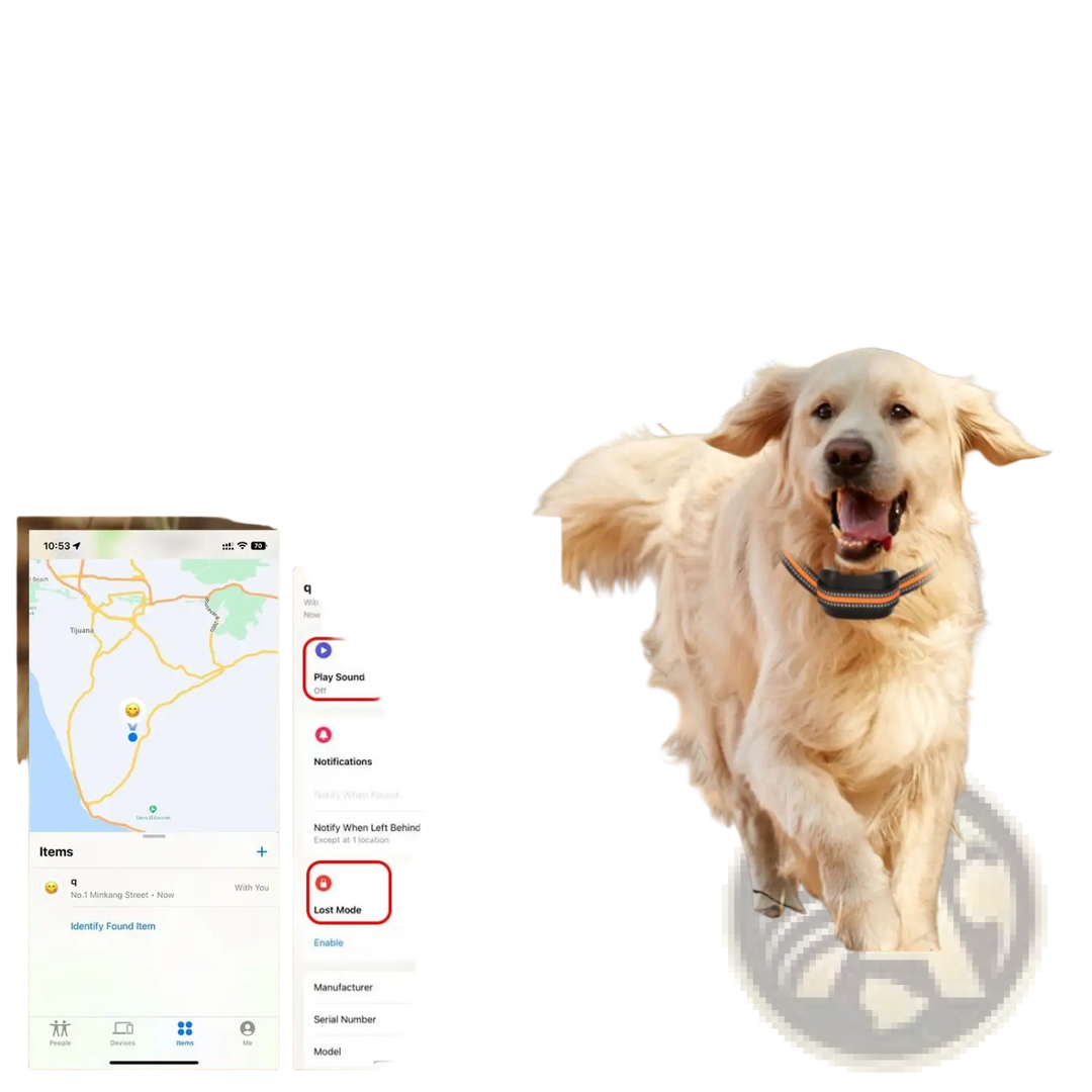 Golden retriever wearing an orange-and-black GPS tracking collar next to phone app
