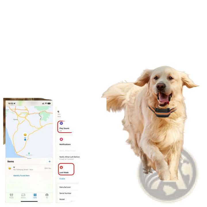 Golden retriever wearing an orange-and-black GPS tracking collar next to phone app