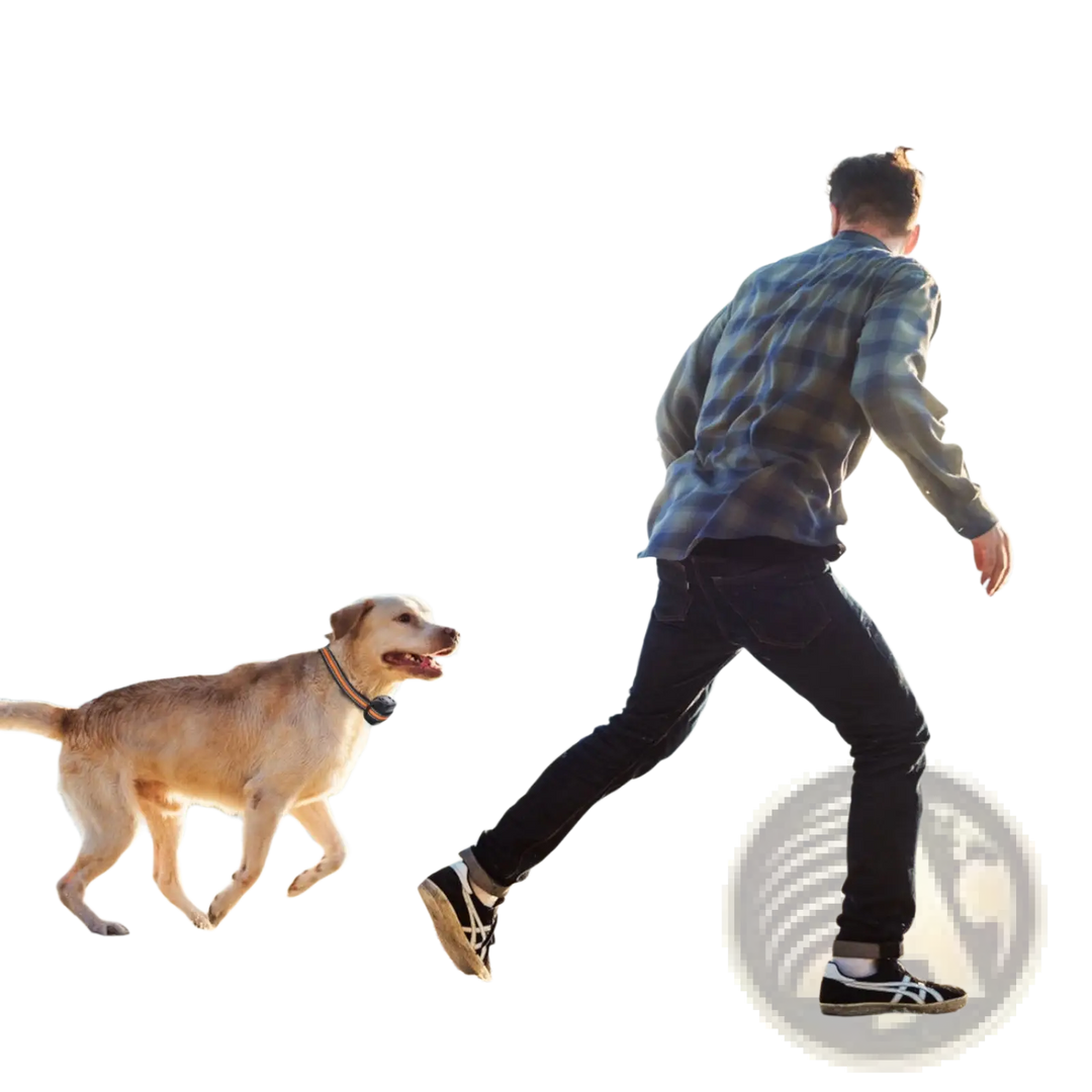 Golden dog wearing an orange-and-black GPS tracking collar with receiver