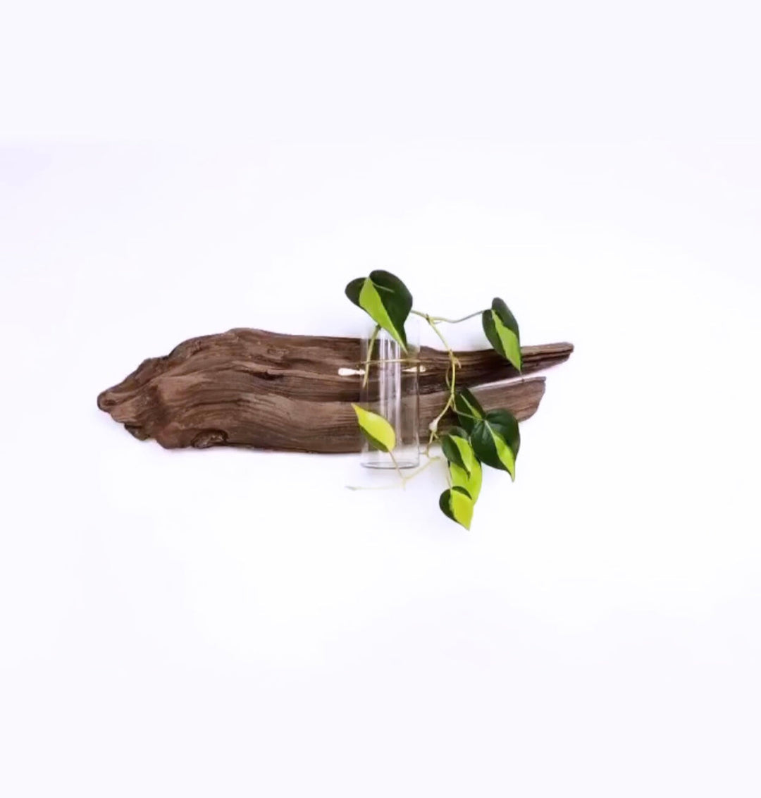 Wall driftwood propagation display with glass jar and green leafy cuttings