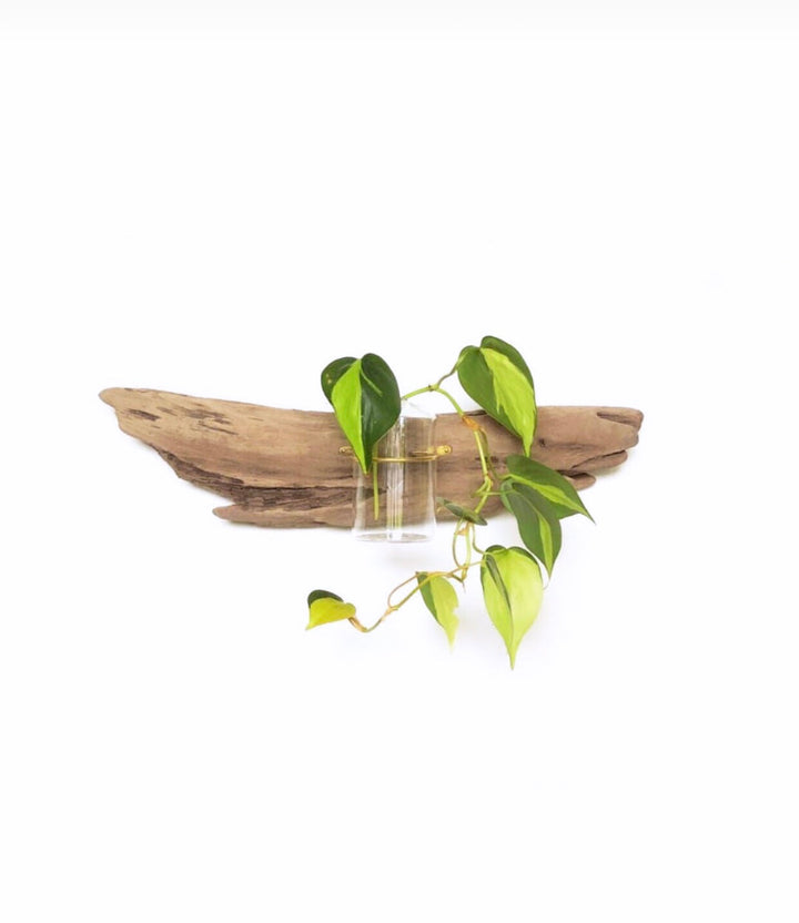 Wall driftwood propagation display with glass jar, roots, and green leaves