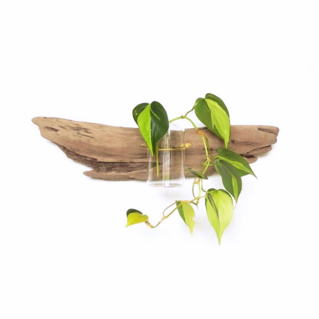 Wall driftwood propagation display with glass jar and green plant cuttings