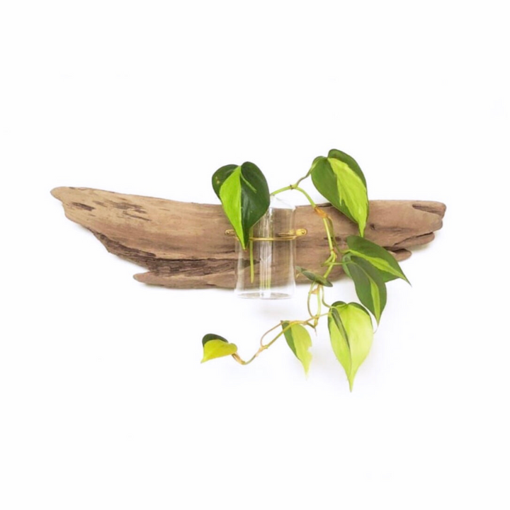 Wall driftwood propagation display with glass jar and green plant cuttings