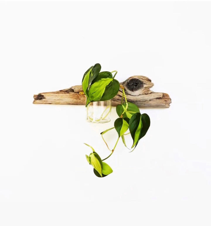 Wall driftwood propagation display with clear jar and green vines over driftwood
