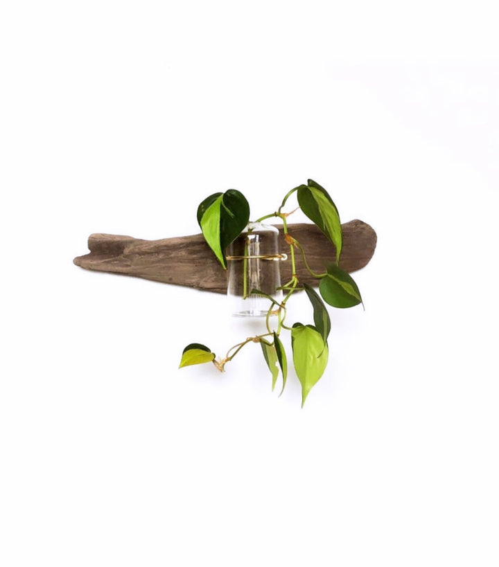 Wall driftwood propagation display with clear glass jar and trailing green vines