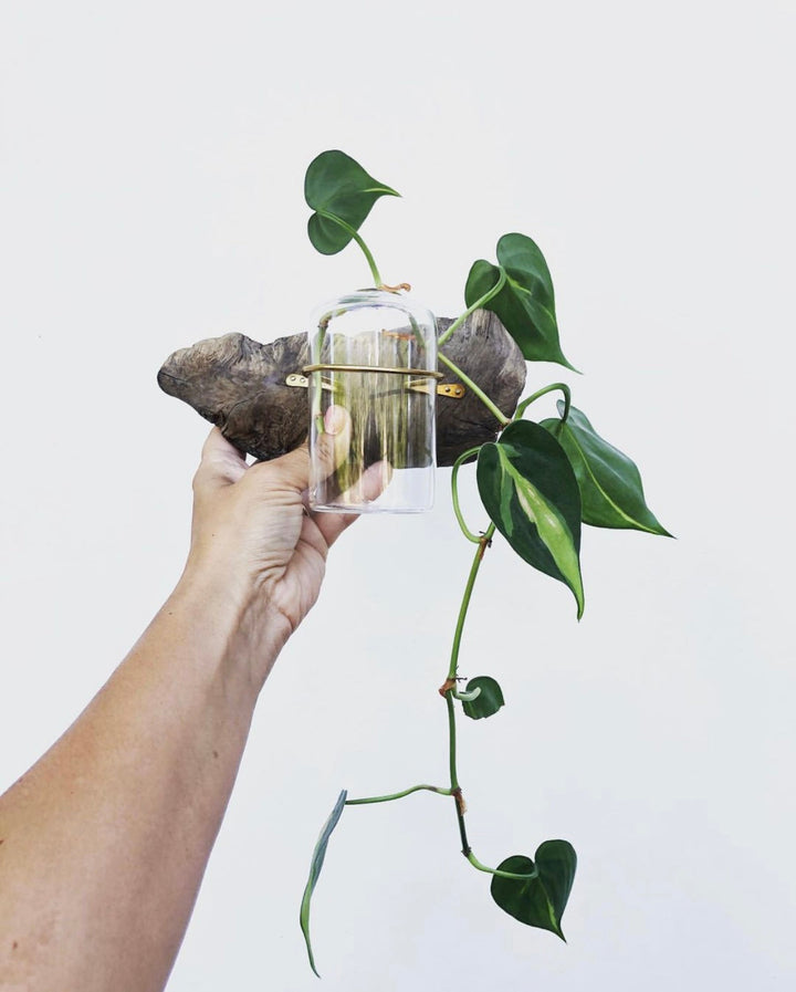 Wall driftwood propagation display held in hand with glass jar and green cuttings