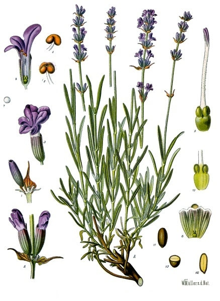 Botanical illustration of English lavender plant with flowers, buds, and seed pods